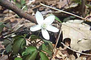 Anemone quinquefolia (Wood anemone)