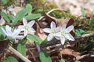 Claytonia virginica (Spring Beauties)