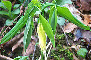 Uvula perfoliata (Perfoliated Bellwort)