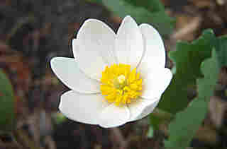 Sanguinaria canadensis (Bloodroot)