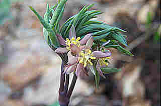 Caulophyllum thalictroides (Blue Cohosh)