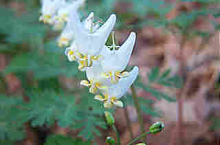 Dicentra cucularia (Dutchman's Breeches)