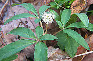 Panax trifolia (Dwarf Ginseng)