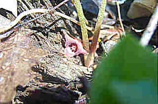 Asarum canadense (Wild Ginger)