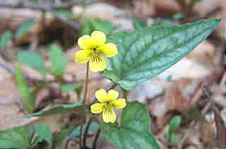 Viola hastata