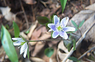 Hepatica nobilis -f- acuta