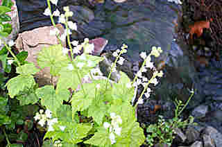 MItella diphylla (Miterwort)