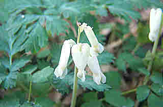 Dicentra canadensis (Squirl Corn)