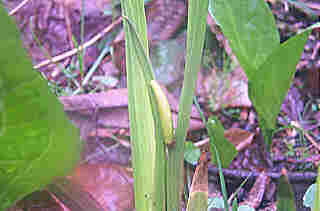 Acorus calamus (Sweet-flag)