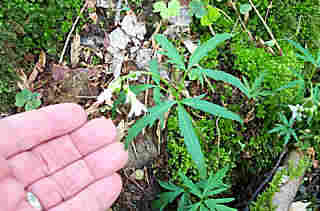 Dentaria lacinata (Cut-leaved Toothwort)