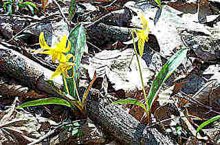 Erythronium americanum (Trout Lilly)