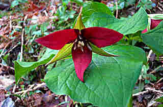 Trillium erectum (Wake Robin)