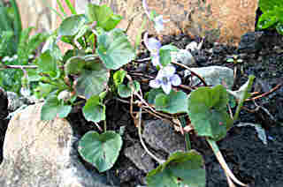 Viola rostrata