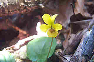 Viola rotundifolia