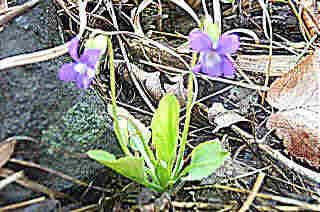 Viola sagitata