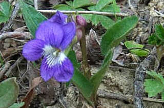 Viola sagitata -f- sagitata