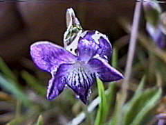 Viola fimbriatula