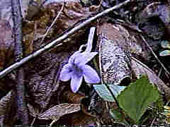 Viola rostrata