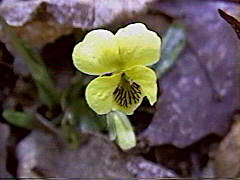 Viola rotundifolia