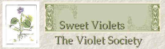 Visit The SweetViolet Site