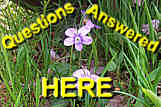 Visit The Talk About Violets Blog to Discuss Violets, Violas & Pansies