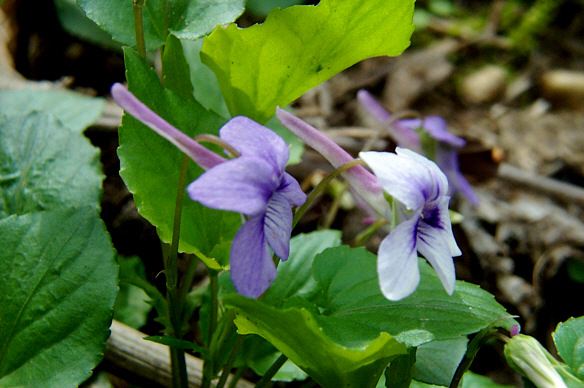 Image Of Viola rostrata