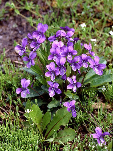 Image of Viola mandshurica