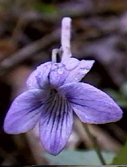 Viola rostrata Image