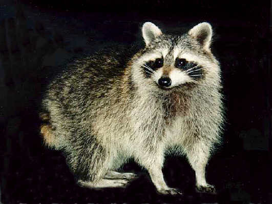 Image of Racoon