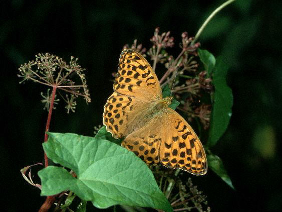 Image of Silver Washed Fritillary Butterfly