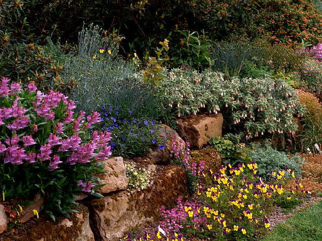 Image of Violets In The Summer Garden