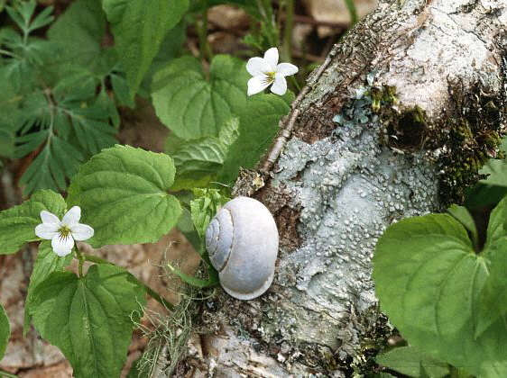 Image of Snail With Violets