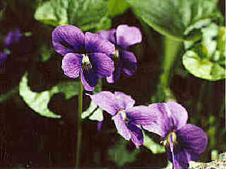 Image of Viola Papilionaceae Courtesy of Toad Shade Farms