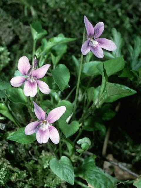 Early Dog Violet IMAGE