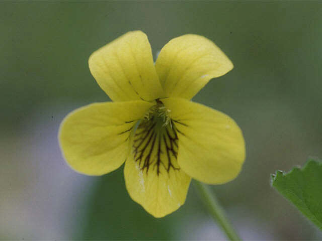 Image of Downy Yellow Violet Chasmogamous (CH) Flower