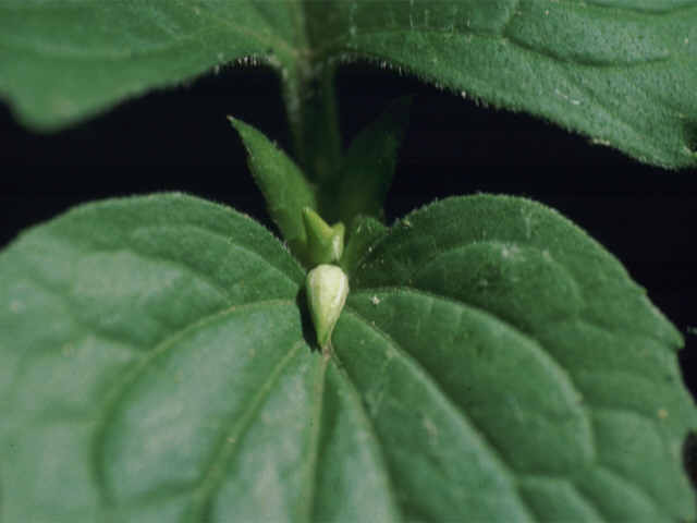 Image of Downy Yellow Violet Cleistoogamous (CL) Flower