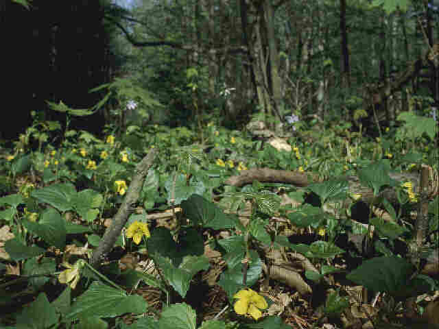 Image of Downy Yellow Violets In Spring Bloom