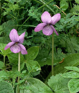 Image of Giant Spurred Violets