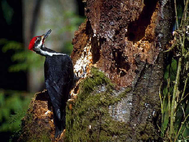 Image of Pileated Woodpecker