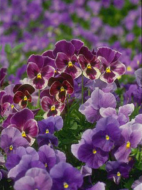 Purple Pansies IMAGE