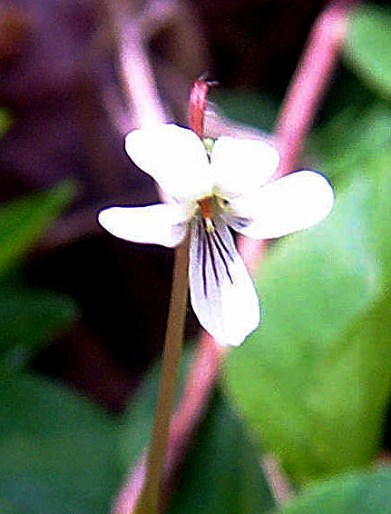 Image of Spring Blooming Violet