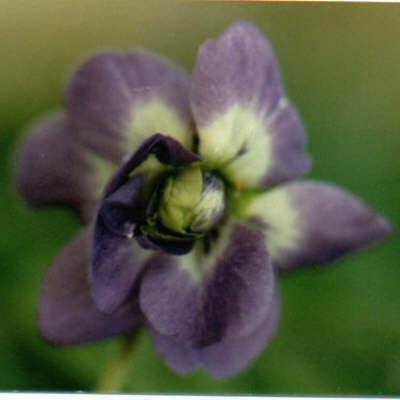 Picture of Parme De Toulouse Violet