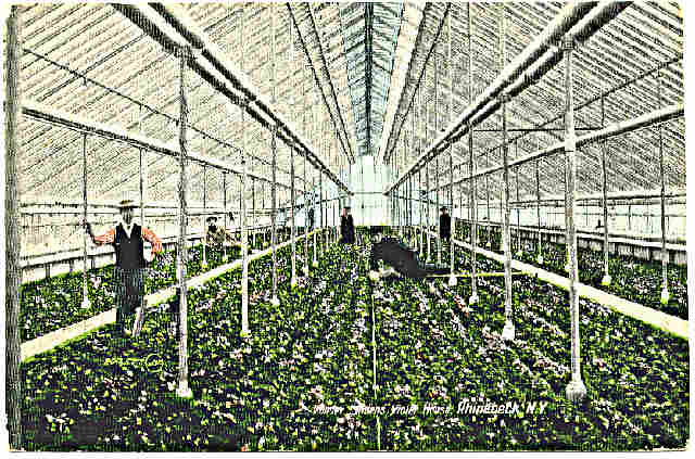 Postcard Of Linden Greenhouse