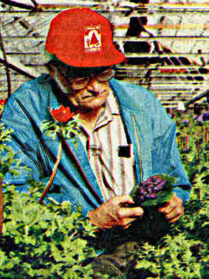 Violet Grower Richard Battenfield