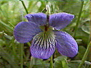 Image of Viola sororia Courtesy of Gary W. Sherwin AVS