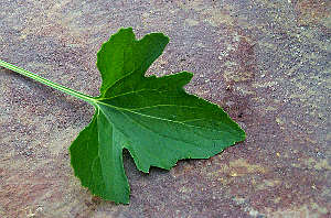 Click Here If The Leaves Are Lobed Or Dissected