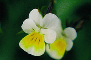Click Here If The Flower Is Cream White