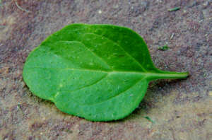 Click Here If The Leaves Have 0 To 2 Indentations