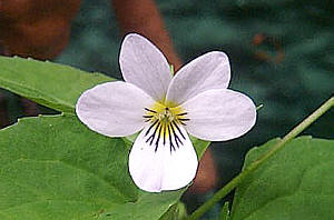 Click Here If The Flower Is White