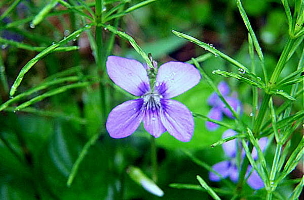 Click Here For Larger Version Of Image Of Viola cucullata Front View  2001, Gary W. Sherwin for The American Violet Society  See Alowable Use.